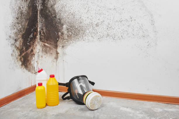 Lantana, FL Mold Removal Company
