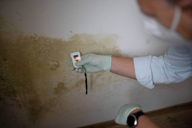 Best Crawl Space Mold Removal  in Lantana, FL